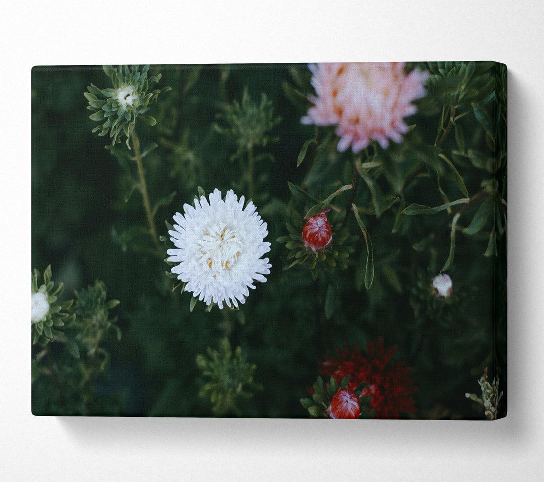  A Canvas Print of White Bloom In Green Canvas Print