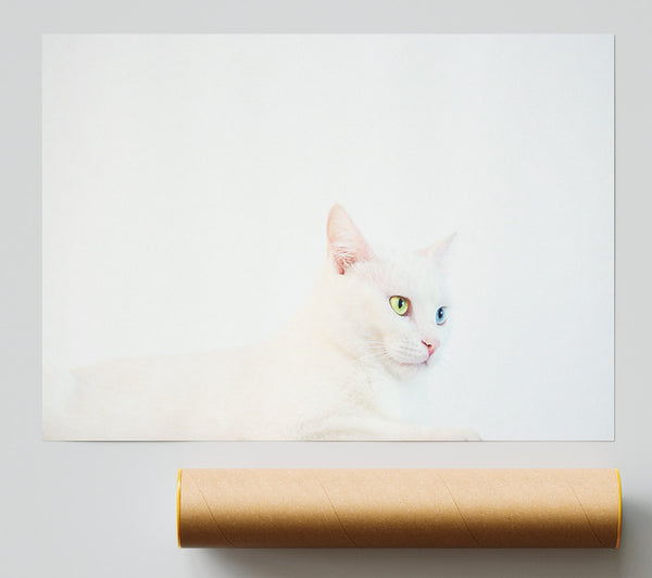 White Cat With Green Eyes Print
