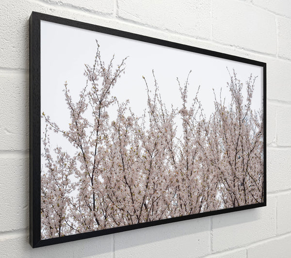 White Blossoms Reaching Up