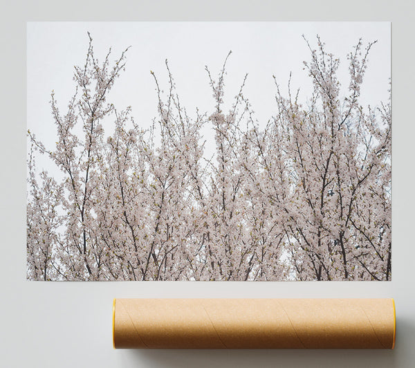 White Blossoms Reaching Up Print