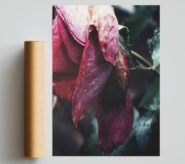 Crimson Rose'S Demise Giclee Print