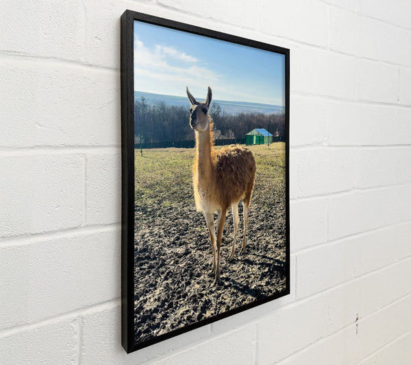 Golden Furred Llama