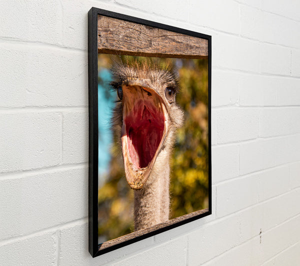 Red Open Mouth Ostrich