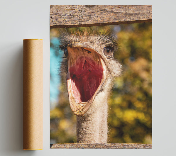 Red Open Mouth Ostrich Giclee Print