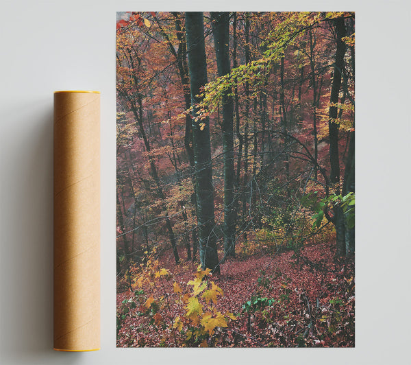 Crimson Forest Floor Poster