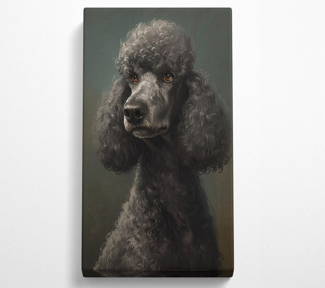  A Canvas Print of A Poodle Looking Canvas Art