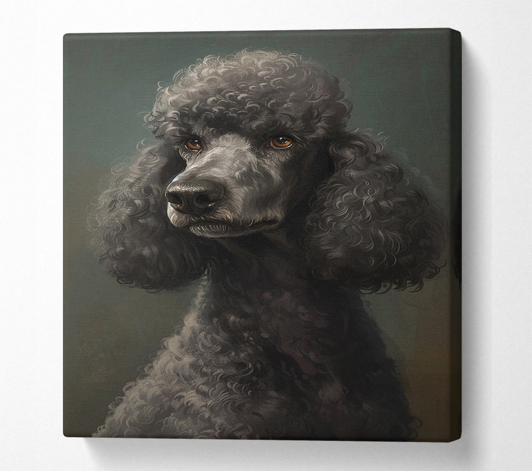  A Canvas Print of A Poodle Looking Canvas Art