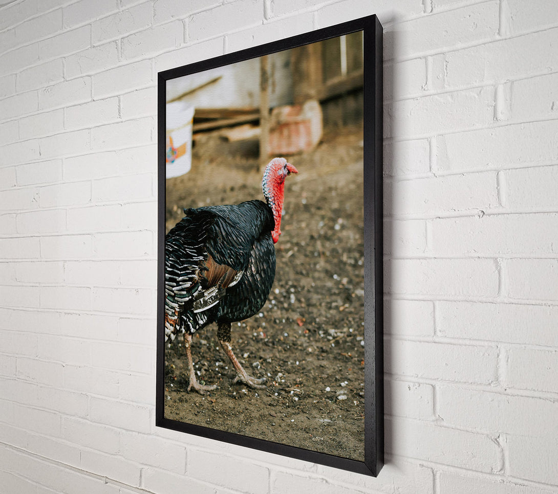  A Canvas Print of Black Turkey Strutting Canvas Print