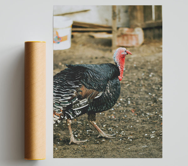 Black Turkey Strutting Giclee Print