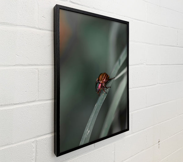Green Beetle On Blade