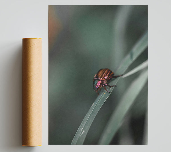 Green Beetle On Blade Print