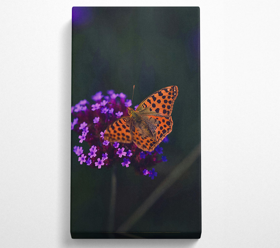  A Canvas Print of Orange Spotted Beauty Canvas Print