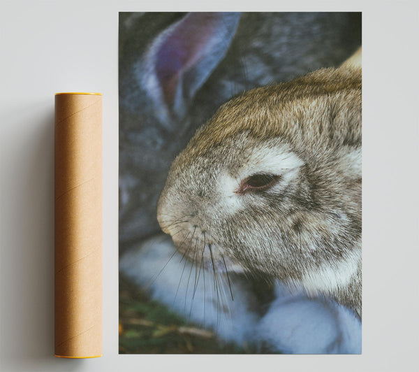 The Grey Snuggle Print