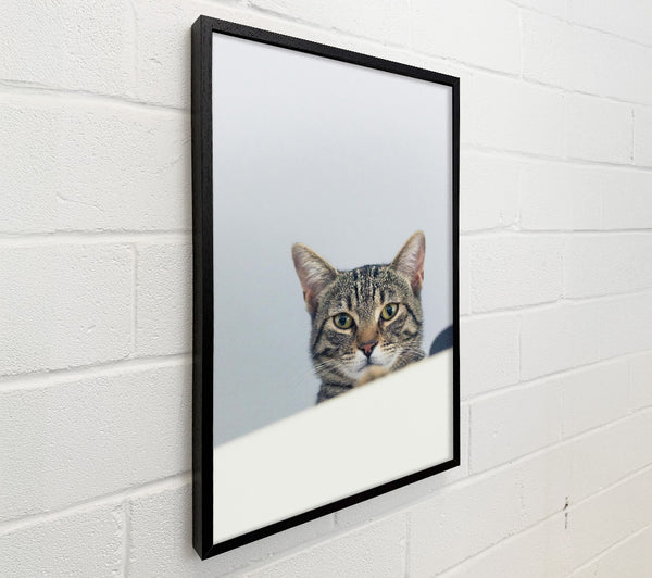 The Grey Tabby'S Gaze
