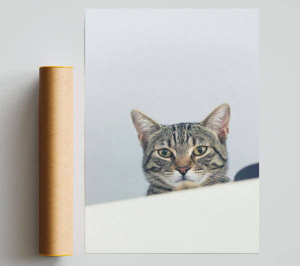 The Grey Tabby'S Gaze Poster