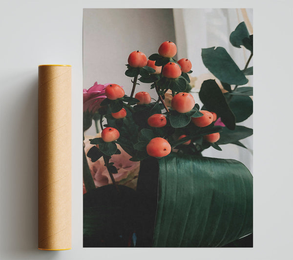 Coral Berries And Green Leaf Poster