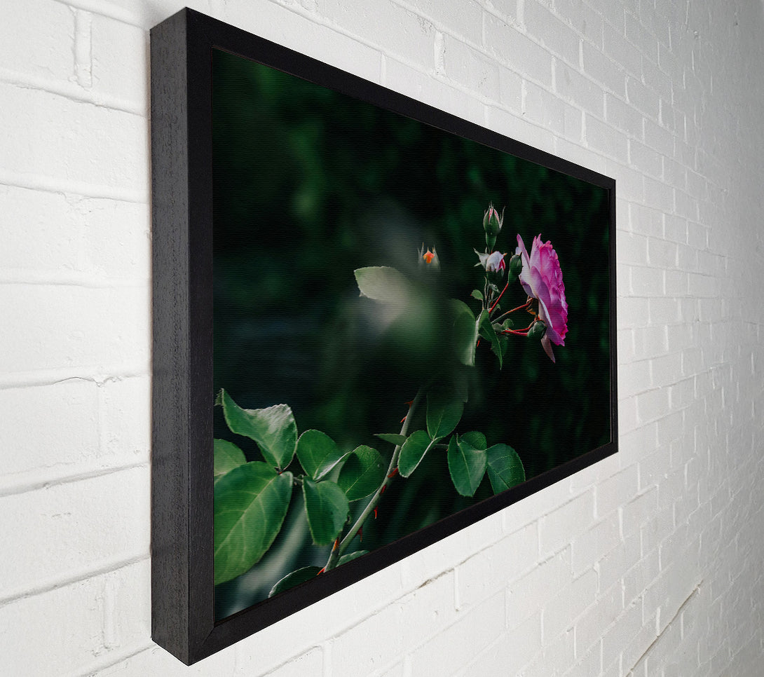  A Canvas Print of Pink Rose In Bloom Canvas Print