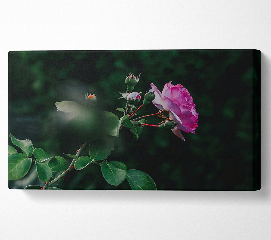  A Canvas Print of Pink Rose In Bloom Canvas Print