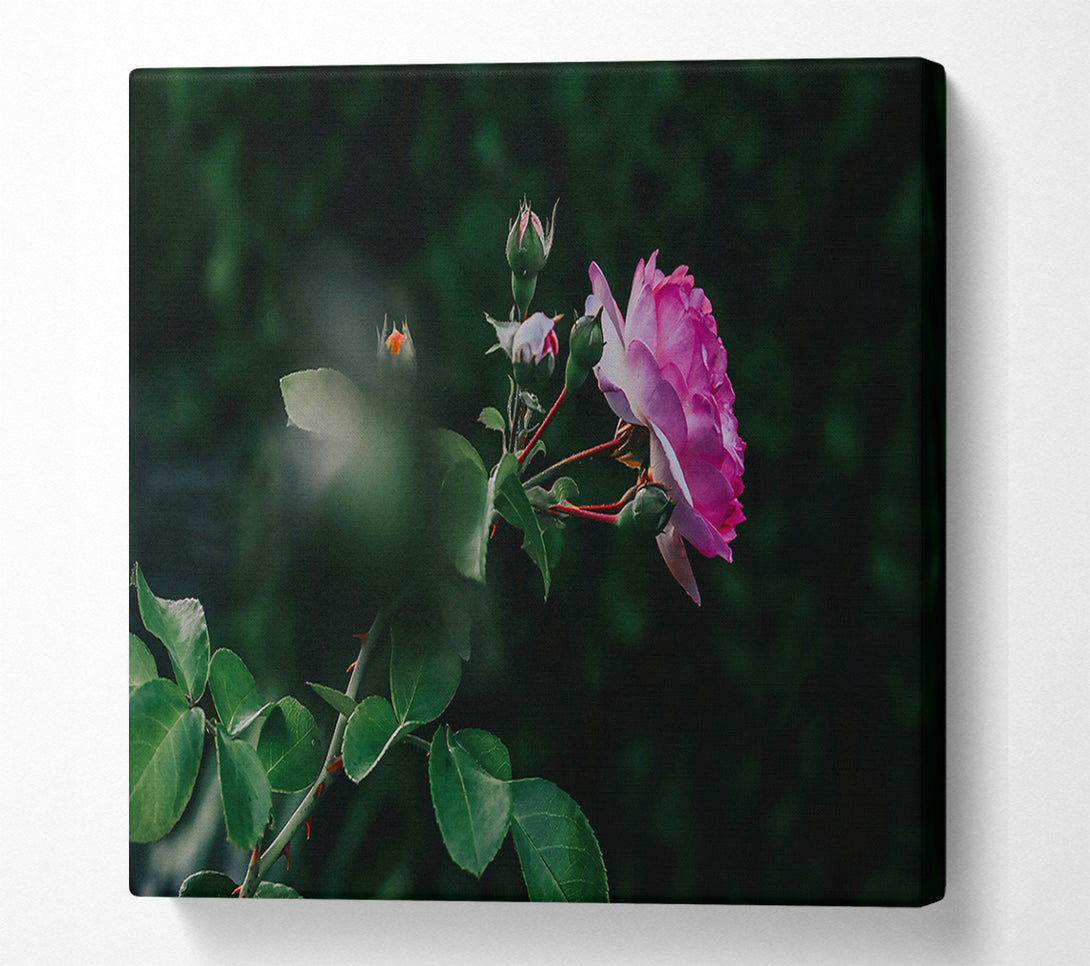  A Canvas Print of Pink Rose In Bloom Canvas Print