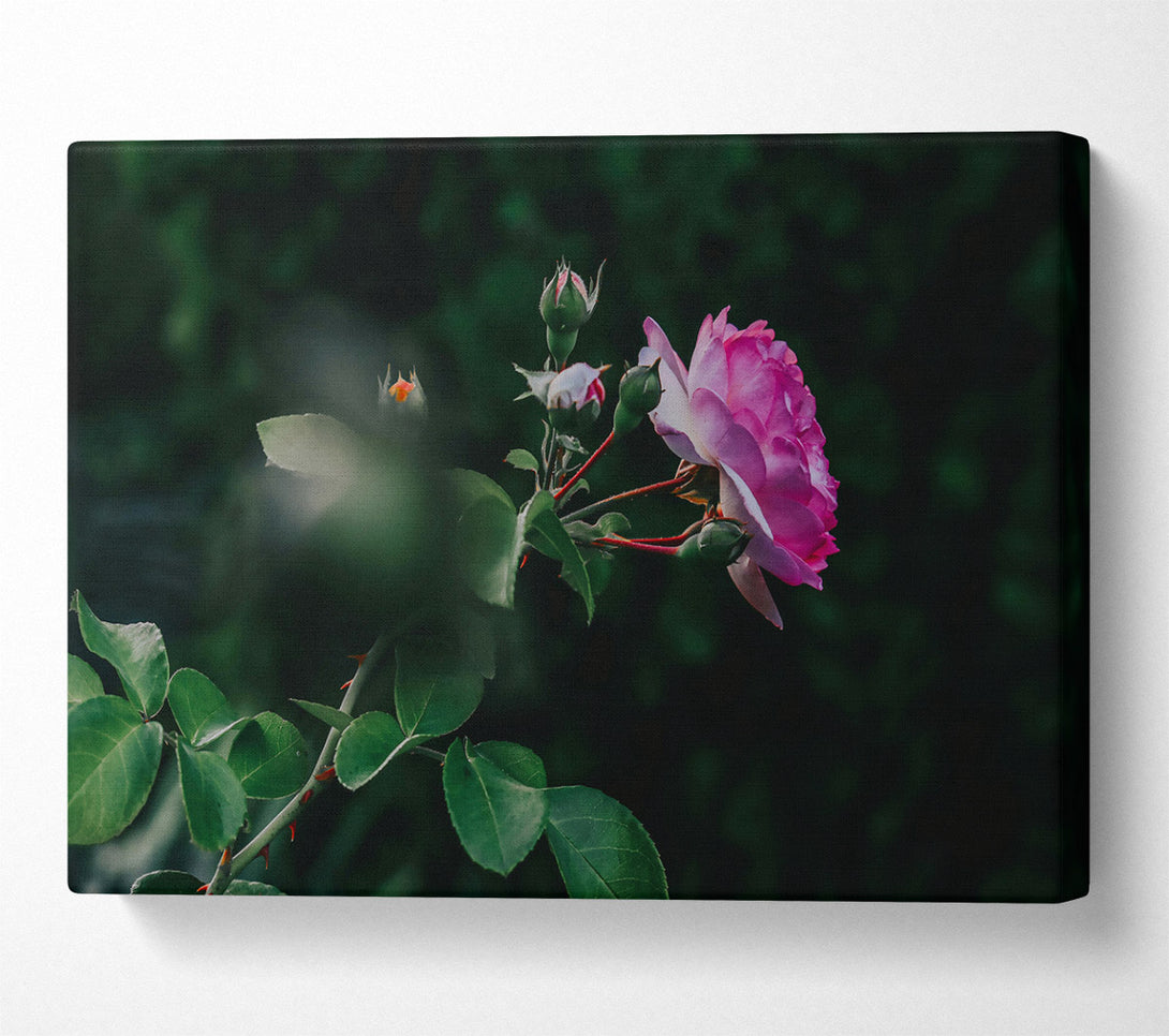  A Canvas Print of Pink Rose In Bloom Canvas Print