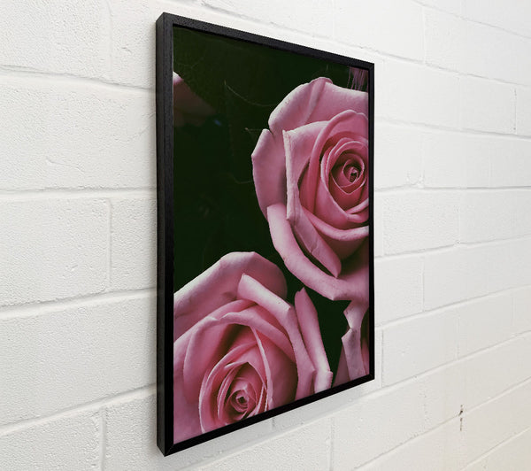 Blush Rose Embrace