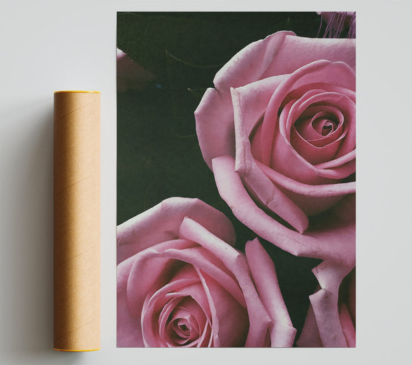 Blush Rose Embrace Poster