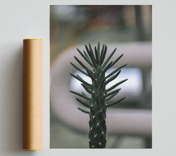 Black Spiky Cactus Bloom Giclee Print