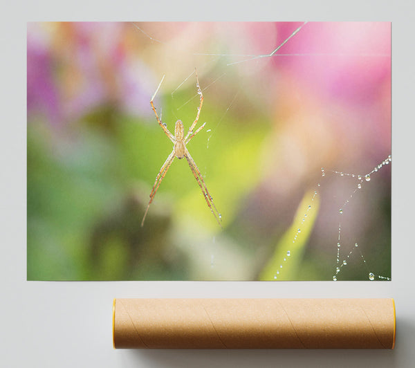 Pink Dew Drop Web Giclee Print