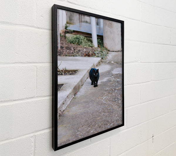 Black Cat On Concrete
