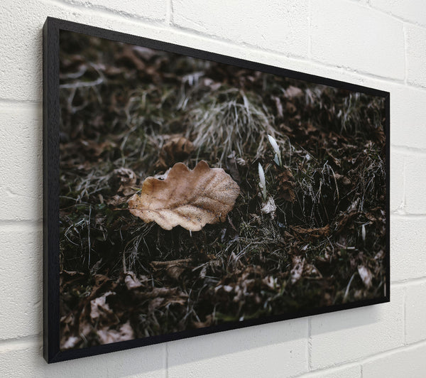 Brown Leaf And White Blooms