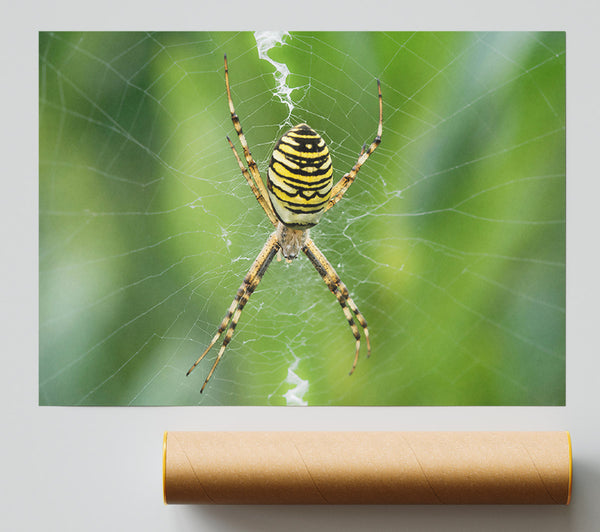 Yellow Striped Spider Web Print