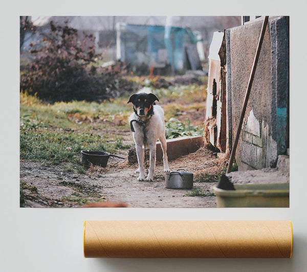 Grey Chain And Watchdog Poster