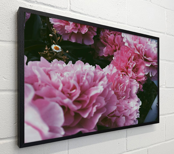 Soft Pink Peony Blooms