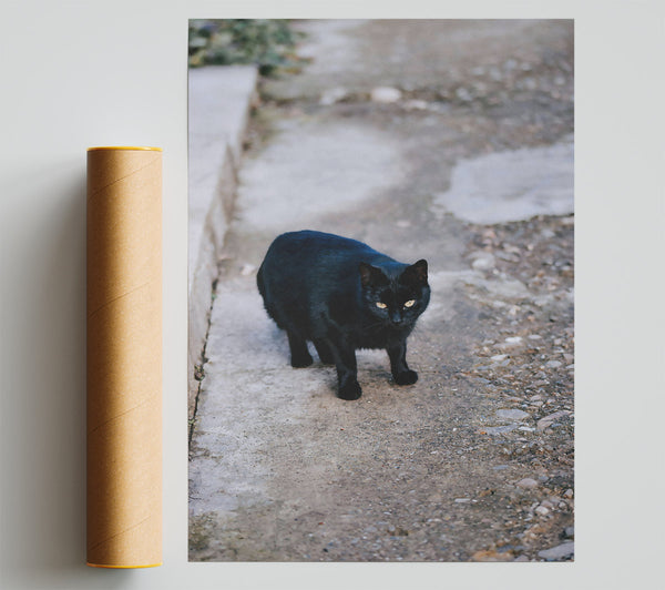 Black Cat On Grey Pavement. Print