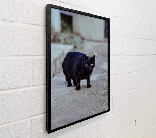 Black Cat'S Grey Walkway