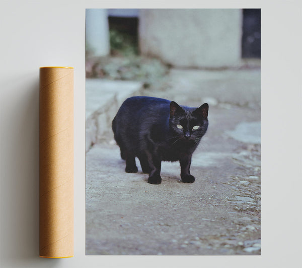 Black Cat'S Grey Walkway Poster