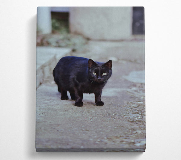 Black Cat'S Grey Walkway