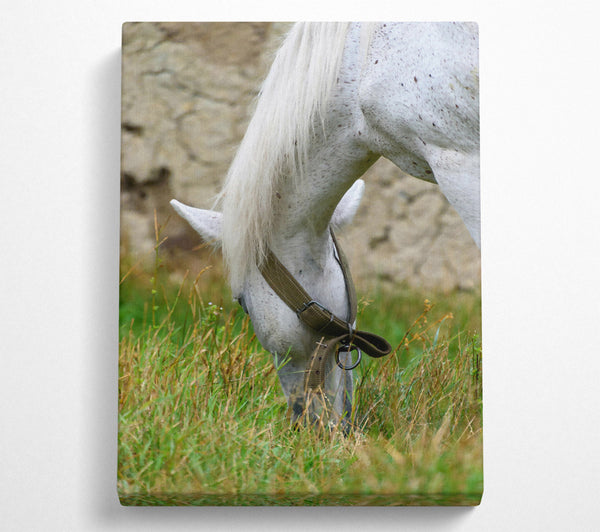White Horse Grazing Green Grass Canvas Art
