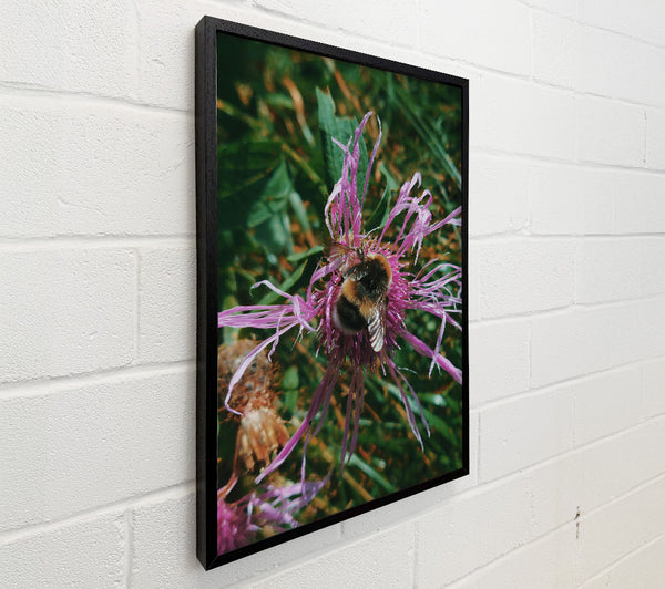 Purple Thistle Buzz