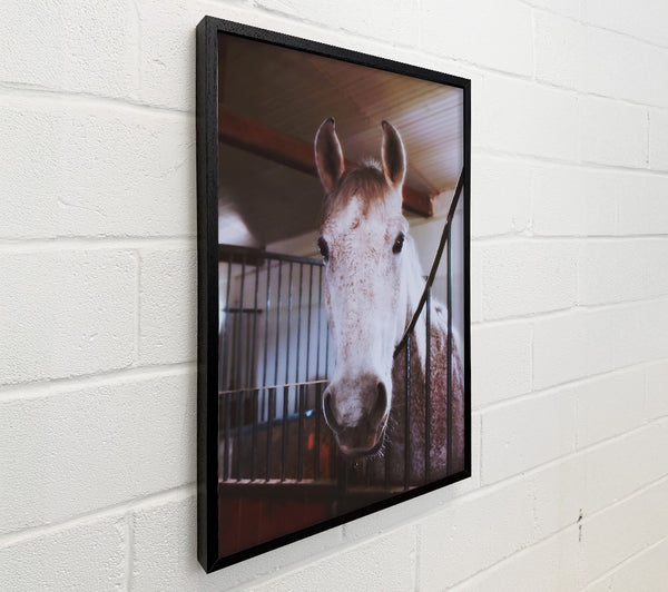 White Horse Stall Glance