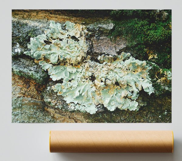 Pale Green Lichen Growth Giclee Print