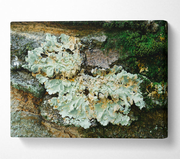 Pale Green Lichen Growth Canvas Art