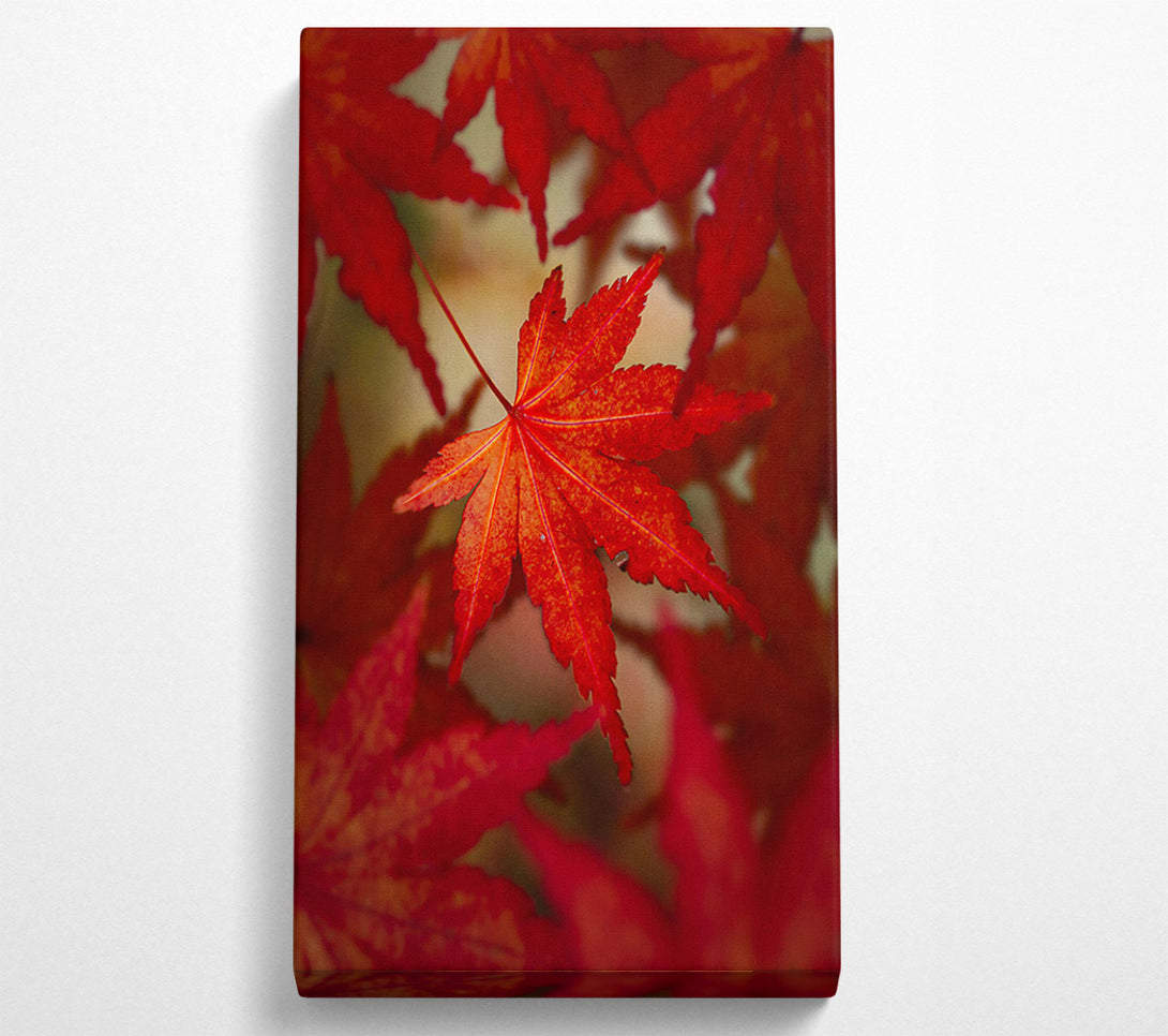  A Canvas Print of Crimson Maple Leaf Canvas Wall Art