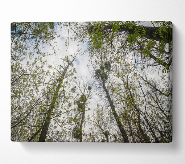Green Canopy'S Embrace Canvas Wall Art