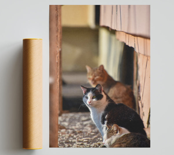 White Feline Sunbeam Poster