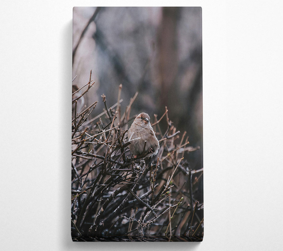  A Canvas Print of Brown Sparrow In Thorns Canvas Art
