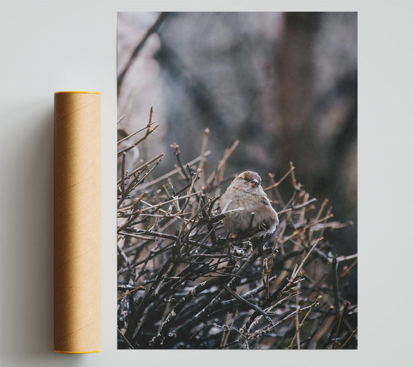 Brown Sparrow In Thorns Giclee Print