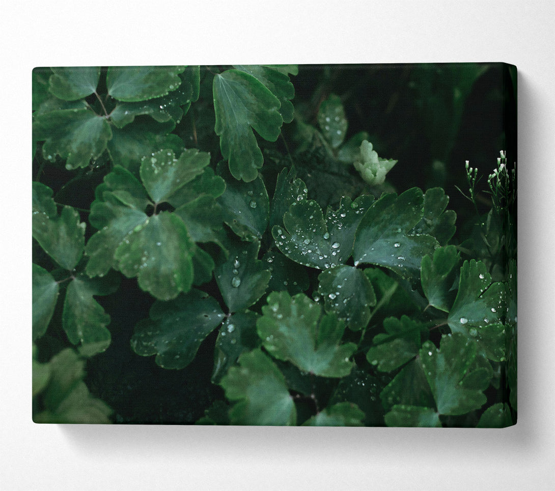  A Canvas Print of Emerald Dew Drops Canvas Wall Art
