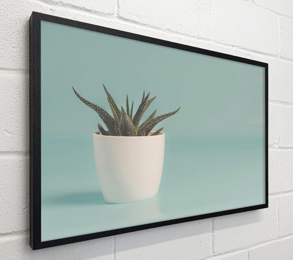 Pale Blue Succulent