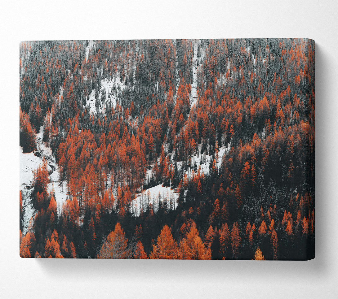  A Canvas Print of Orange Winter Forest Canvas Print